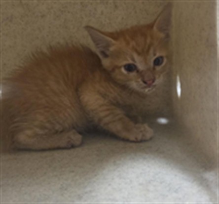Shelter Stray Male Cat last seen N CR 426 GENEVA, 232 Eslinger Way, Sanford, FL 32773, USA