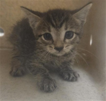 Shelter Stray Female Cat last seen N CR 426 GENEVA, 232 Eslinger Way, Sanford, FL 32773, USA