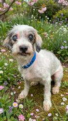 Shelter Stray Female Dog last seen , West Valley Animal Shelter, 20655 Plummer St, Chatsworth, CA 91311, USA
