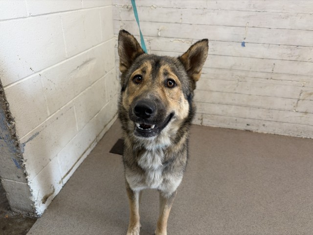 Shelter Stray Female Dog last seen Near BLOCK N LILAC AVE, 333 Chandler Pl, San Bernardino, CA 92408, USA