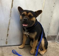Shelter Stray Male Dog last seen Near BLOCK VARSITY, 333 Chandler Pl, San Bernardino, CA 92408, USA