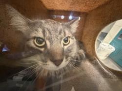 Shelter Stray Male Cat last seen Near BLOCK W RUDDY WAY, WEST VALLEY CITY UT 84119, 4522 W 3500 S, West Valley City, UT 84120, USA