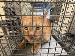 Shelter Stray Male Cat last seen Near BLOCK W RUDDY WAY, WEST VALLEY CITY UT 84119, 4522 W 3500 S, West Valley City, UT 84120, USA