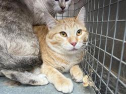 Shelter Stray Male Cat last seen Near BLOCK W RUDDY WAY, WEST VALLEY CITY UT 84119, 4522 W 3500 S, West Valley City, UT 84120, USA