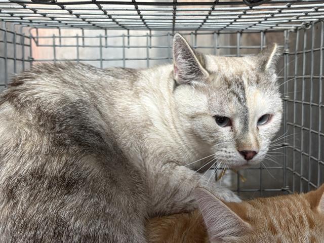 Shelter Stray Female Cat last seen Near BLOCK W RUDDY WAY, WEST VALLEY CITY UT 84119, 4522 W 3500 S, West Valley City, UT 84120, USA