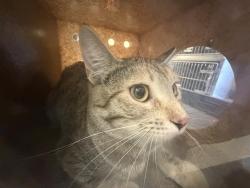 Shelter Stray Female Cat last seen Near BLOCK W RUDDY WAY, WEST VALLEY CITY UT 84119, 4522 W 3500 S, West Valley City, UT 84120, USA