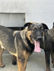 Shelter Stray Male Dog last seen LAND PARK DR & 14TH ST, 2127 Front St, Sacramento, CA 95818, USA