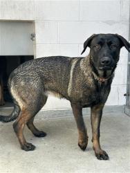 Shelter Stray Female Dog last seen LAND PARK DR & 14TH ST, 2127 Front St, Sacramento, CA 95818, USA