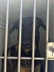 Shelter Stray Male Dog last seen LAND PARK DR & 14TH ST, 2127 Front St, Sacramento, CA 95818, USA