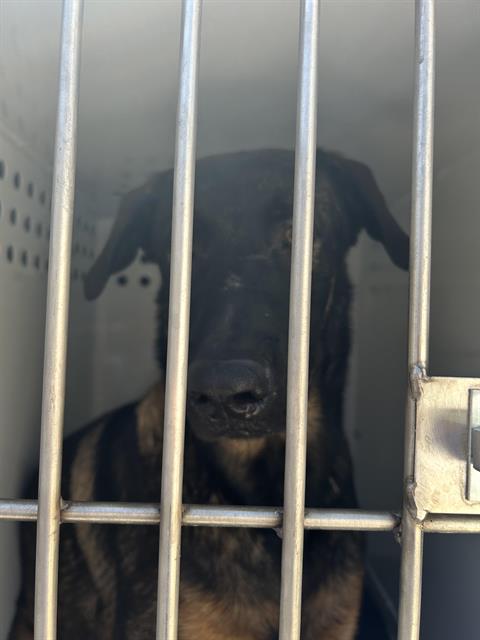Shelter Stray Male Dog last seen LAND PARK DR & 14TH ST, 2127 Front St, Sacramento, CA 95818, USA