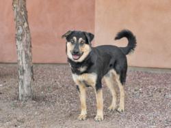 Shelter Stray Male Dog last seen NM 41/ HWY 472 SANTA FE NM 87506, 100 Caja Del Rio Rd, Santa Fe, NM 87507, USA
