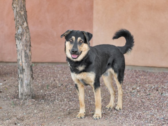 Shelter Stray Male Dog last seen NM 41/ HWY 472 SANTA FE NM 87506, 100 Caja Del Rio Rd, Santa Fe, NM 87507, USA