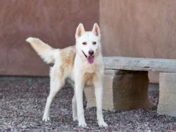 Shelter Stray Female Dog last seen LA CUEVA / NM 501 GLORIETA NM 87535, 100 Caja Del Rio Rd, Santa Fe, NM 87507, USA