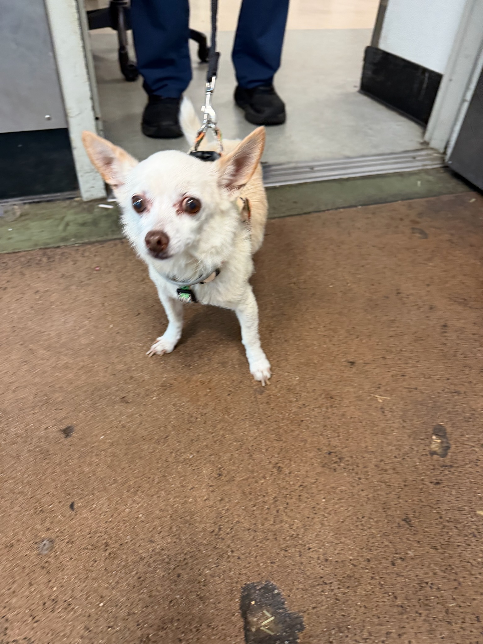 Shelter Stray Male Dog last seen , 14409 Vanowen St, Van Nuys, CA 91405, USA
