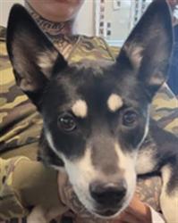Shelter Stray Female Dog last seen , 14409 Vanowen St, Van Nuys, CA 91405, USA