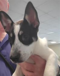 Shelter Stray Female Dog last seen , 14409 Vanowen St, Van Nuys, CA 91405, USA