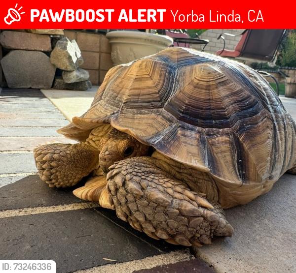 Lost Male Other last seen Picasso Dr. and Camino de Bryant, Yorba Linda, CA 92887