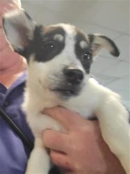 Shelter Stray Female Dog last seen , 14409 Vanowen St, Van Nuys, CA 91405, USA