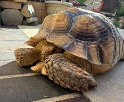Lost Male Other last seen Picasso Dr. and Camino de Bryant, Yorba Linda, CA 92887