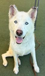 Shelter Stray Female Dog last seen , 11361 W Pico Blvd, Los Angeles, CA 90064, USA