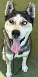 Shelter Stray Male Dog last seen , 11361 W Pico Blvd, Los Angeles, CA 90064, USA