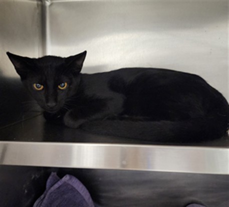 Shelter Stray Male Cat last seen , 11361 W Pico Blvd, Los Angeles, CA 90064, USA