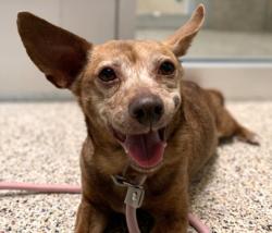 Shelter Stray Female Dog last seen , 3201 Lacy St, Los Angeles, CA 90031, USA
