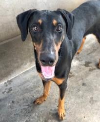 Shelter Stray Male Dog last seen , 3201 Lacy St, Los Angeles, CA 90031, USA