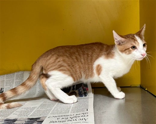 Shelter Stray Male Cat last seen , 3201 Lacy St, Los Angeles, CA 90031, USA