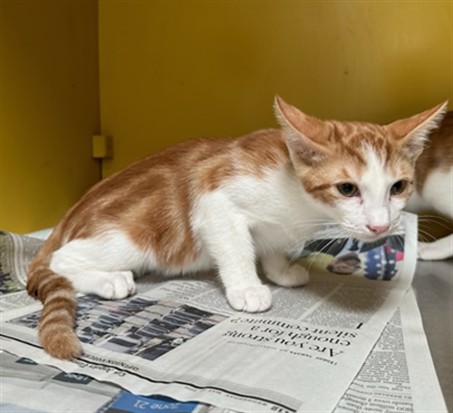 Shelter Stray Male Cat last seen , 3201 Lacy St, Los Angeles, CA 90031, USA