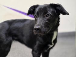Shelter Stray Female Dog last seen , 3201 Lacy St, Los Angeles, CA 90031, USA