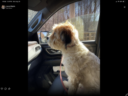 Lost Male Dog last seen Near Terrys mountain rd, Martinsville, VA 24112