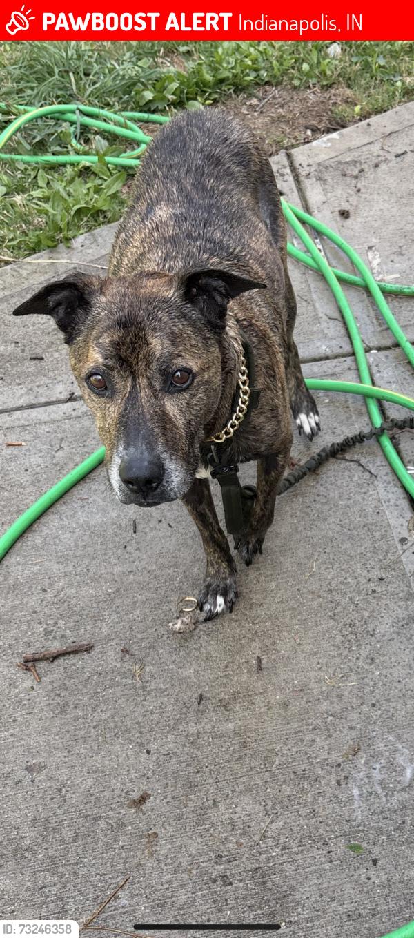 Lost Male Dog last seen W. 32nd St, Indianapolis, IN 46222