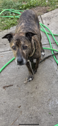 Lost Male Dog last seen W. 32nd St, Indianapolis, IN 46222