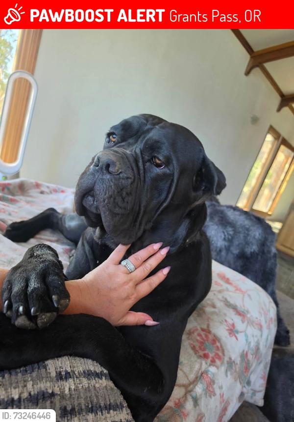 Lost Female Dog last seen beacon road and ne ridge road, Grants Pass, OR 97526