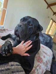 Lost Female Dog last seen beacon road and ne ridge road, Grants Pass, OR 97526