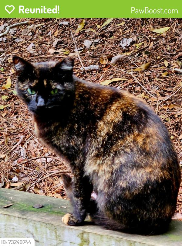 Reunited Female Cat last seen Lynn Rd & Six Forks Rd, Raleigh, NC 27609