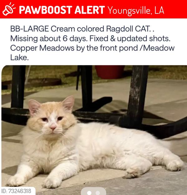 Lost Male Cat last seen Copper Meadows /Brookhaven/ Meadow Lake Dr., Youngsville, LA 70592