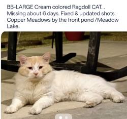 Lost Male Cat last seen Copper Meadows /Brookhaven/ Meadow Lake Dr., Youngsville, LA 70592