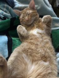 Lost Male Cat last seen near sheridan and midway, Broomfield, CO 80020