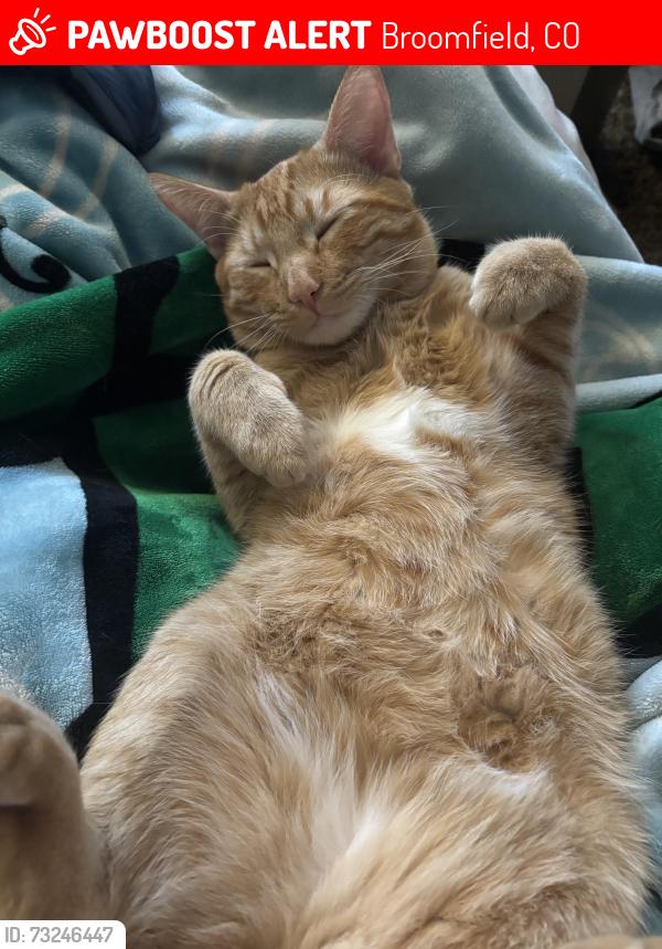 Lost Male Cat last seen near sheridan and midway, Broomfield, CO 80020