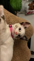 Reunited Female Cat last seen 27th, Oakland, CA 94601