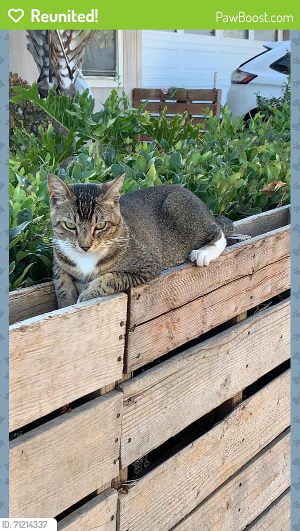 Reunited Male Cat last seen Barry Street, Camarillo, CA 93010