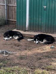 Reunited Female Dog last seen Near Blythe Ave SE Cleveland, TN 37311, Cleveland, TN 37311