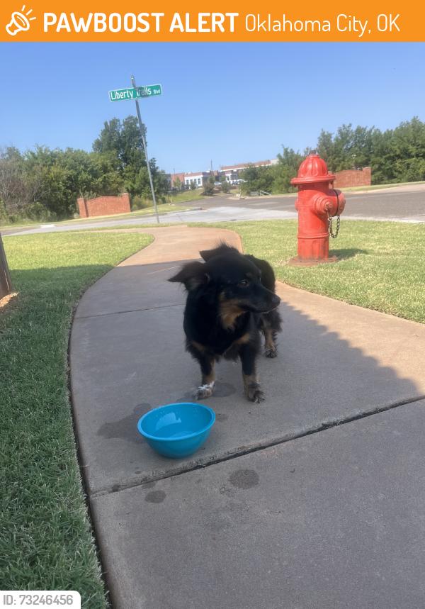Found/Stray Female Dog last seen SE. 67th St. and liberty Trail Boulevard, Oklahoma City, OK 73129