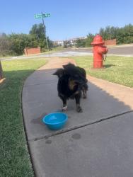 Found/Stray Female Dog last seen SE. 67th St. and liberty Trail Boulevard, Oklahoma City, OK 73129
