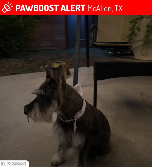 Lost Female Dog last seen South Ware RD, McAllen, TX 78503