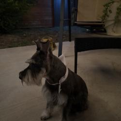 Lost Female Dog last seen South Ware RD, McAllen, TX 78503