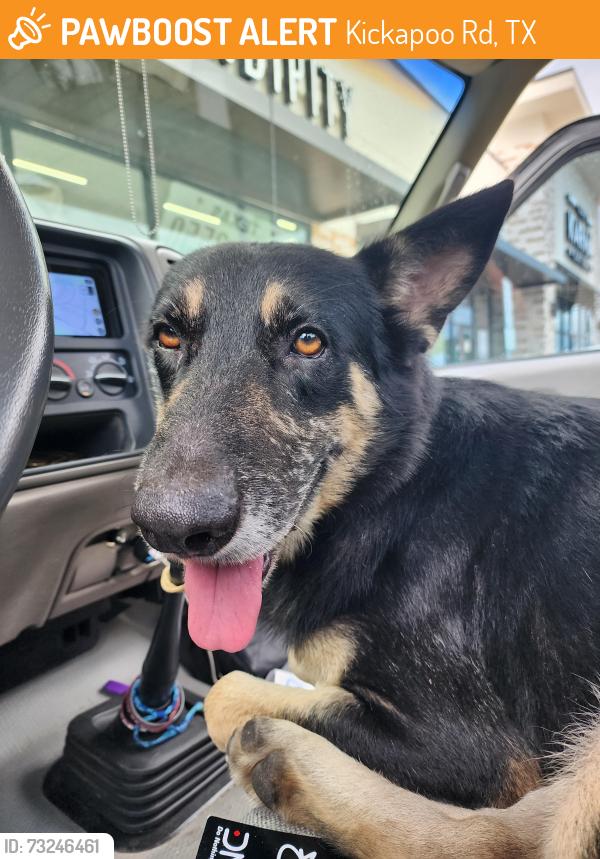 Found/Stray Male Dog last seen Imhot Rd, Kickapoo Rd, TX 77484