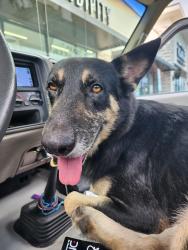 Found/Stray Male Dog last seen Imhot Rd, Kickapoo Rd, TX 77484